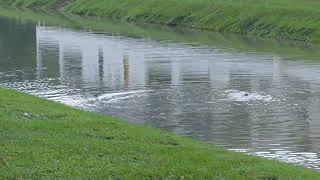 新加坡野生水獭  The Smoothcoated Otters In South West Singapore  Saturday 03feb2024 715am [upl. by Arbas573]