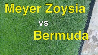 ZOYSIA Grass vs BERMUDA Grass COMPARISON [upl. by Assenaj736]