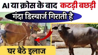 AI या क्रोस के बाद Heifer गंदा डिस्चार्ज गिराती है 👉🏻घर बैठे इलाज After AI metritis in cattle in hi [upl. by Alfonzo]