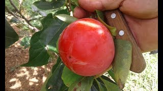 VAMOS COMER CAQUÍ NO PÉ COM ZÉ DORADIN [upl. by Milak]