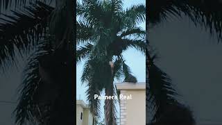 Palmera Real Royal palms aventurera [upl. by Burkhardt]