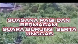 SUASANA PAGI HARI DALAM CUACA GERIMIS DENGAN SUARA BERMACAM BURUNG ampTERNAKpetanieksperimen4468 [upl. by Neruat]