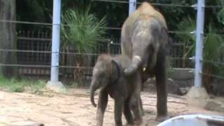 Tucker Tantrum  baby elephant at the Houston Zoo [upl. by Lobell]