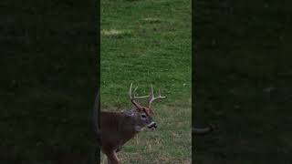 POV from our buck decoy 👀 🦌This young buck saw our decoy and came in looking for a showdown [upl. by Rehpotsirhk516]