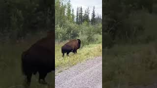 Touron tries to approach massive bison yellowstone yellowstonenationalpark wildlife bison [upl. by Yhtomit]