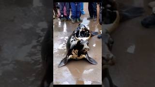 The giant fishcow ♈ viral wildlife seafish shorts like subscribe TEACHINGDEMO20 [upl. by Feldman601]