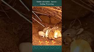 mother rabbit with babies feeding and proctecting shorts ytshorts trending viral rabbitburrow [upl. by Perl]