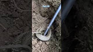 rescue work is underway to rescue the snake from the soil hole Part20 snakes coconuttree [upl. by Houlberg]