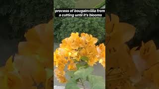 How I grow and care of my bougainvillia from a cutting until its bloomsshortsmotivationytshorts [upl. by Ditzel]