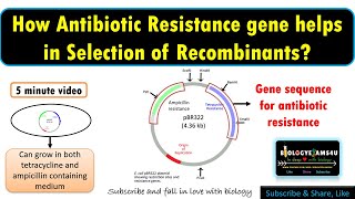 How do Antibiotic Resistance Genes function as selectable marker or helps in transformant selection [upl. by Zurciram]