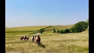 Newsam Ranch Estates for Sale in Murdo South Dakota [upl. by Wallford]