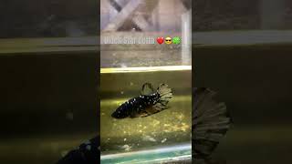 Aggressive BlackStarBetta betta pet fish reels shorts shortsfeed shortvideo aquarium short [upl. by Terese]