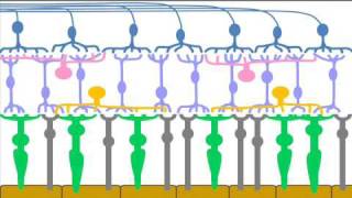 Retinal Cells amp Layers  Part 1 of a Patients Description of the Retina [upl. by Zeiler]