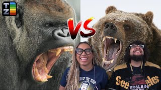 Silverbacks VS Grizzlies  TierZoo Reaction [upl. by Aratehs]