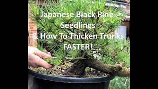 Japanese Black Pine Bonsai Seedlings How To Develop And Thicken Trunks Faster [upl. by Boesch946]