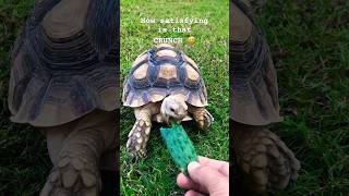 Feeding my awesome Tortoise One of the biggest species in the world pets animals nature [upl. by Alec441]