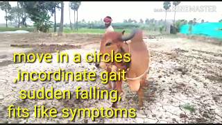 HOW VET SAVED CIRCLING COW surra treated and saved lifetrypanosomiasis [upl. by Linden112]