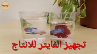 تربية وانتاج اسماك الفايتر في بيئة طبيعية فالمنزل Betta Fish [upl. by Laing]