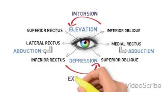 EXTRAOCULAR MOTILITY TEST BINOCULAR VISION [upl. by Caesaria]