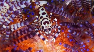 Chariot of Fire  Fire Urchins with Coleman Shrimps Zebra Crabs amp Urchin Crabs [upl. by Britton83]