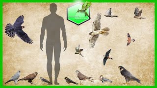 Falcons and Other Small Birds of Prey SIZE COMPARISON [upl. by Enawyd]