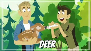 Wild kratts  Deer buckaroo  Full episode  HD  KRATTS SÉRIES [upl. by Haeli]