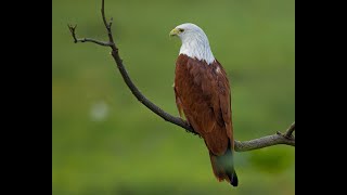 Brahminy Kite Fish Catching Skills That Will Blow Your Mind  Wildlife Documentary  Hunting Fish [upl. by Adian]