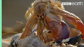 Crabs Trade Shells in the Strangest Way  BBC Earth [upl. by Vrablik]