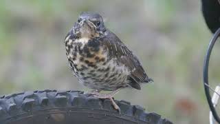 Podlot kwiczoła relaksuje się na oponie Turdus pilaris fieldfares fledge closeup 4K [upl. by Ahsirtak]