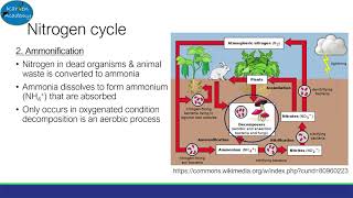 Nitrogen and Phosphorus Cycle AQA ALevel Biology [upl. by Herates]