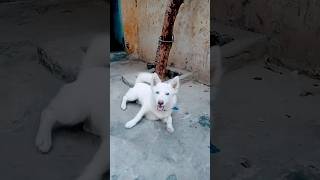 Dog kitni bari ho gai haiviralvideo dog shorts [upl. by Akfir]