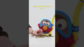 Elmo Meets Crabs 🦀🦀 sesamestreet [upl. by Ruby677]