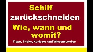 Wann wie womit Schilf richtig abschneiden zurück schneiden Schilfgras zurückschneiden [upl. by Ademla]