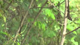 Anolis sagrei Cuban brown anole Jamaica [upl. by Karlen736]