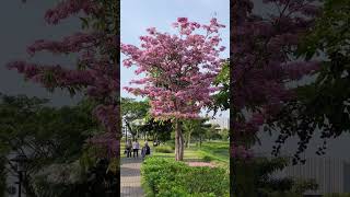 Beautiful Tabebuia Rosea in Indonesia [upl. by Pamela]