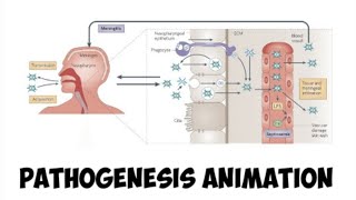 Pathogenesis of Neisseria meningitidis  simplified version [upl. by Fagaly]