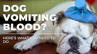 Dog Vomiting Blood Heres what you need to do [upl. by Cyrill]