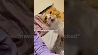 Cats can talk shortvideo cat mycatchannel funny petschannel yourcat pets catchannel [upl. by Grimaldi]