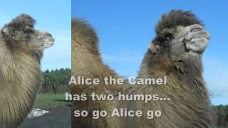 Alice the Camel from Wildlife in the Nursery [upl. by Iain151]