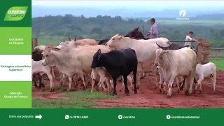 Inoculante Mercado de Ovos Controle de Carrapato  Ourofino Em Campo [upl. by Clement]