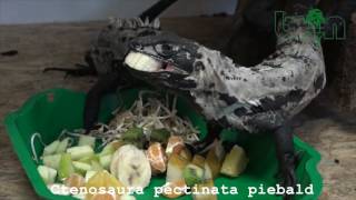 Ctenosaura pectinata piebald [upl. by Rosina]