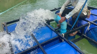 75hp Motor run with solar 450w 18 panels  1h 68m3  setup for durian farm💦💧pipe out 150mm💧 [upl. by Holzman]