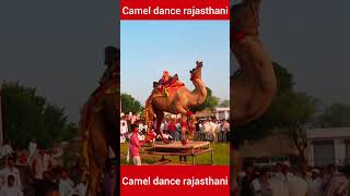 camel dance rajasthani [upl. by Geddes559]