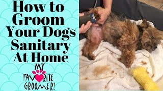 Grooming Your Dog at home Sanitary [upl. by Essex59]