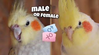 4 Ways to Determine the Gender of a Cockatiel not all mutations [upl. by Orlina]