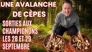 On va aux champignons  une avalanche de cèpes [upl. by Harle729]