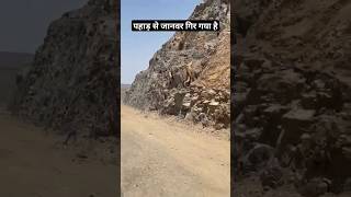 Pahad S Janver Gir Gya  Bahut khatarnaak Pahadi  Achanak Road Ki Side M Gira  Pahadi Hills [upl. by Suiradel]