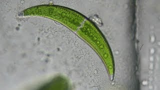 Crescent Shaped Algae Closterium moniliferum [upl. by Llorrac]