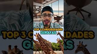 GIRAFAS  TOP 3 CURIOSIDADES [upl. by Annoid]