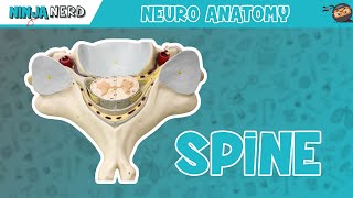 Anatomy of the Spine  Model [upl. by Blondelle846]